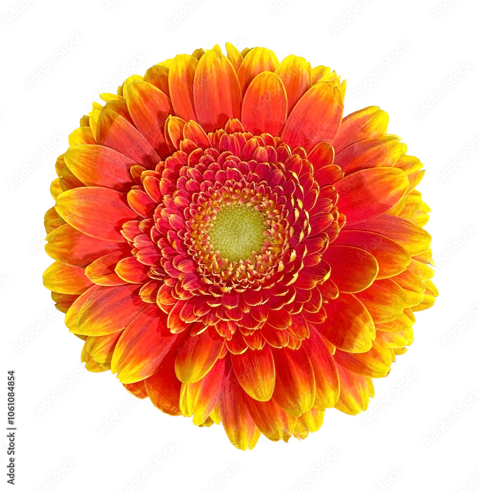 Beautiful Orange and Yellow Gerbera Daisy head isolated on transparent background. Object with clipping path. Beautiful Orange and Yellow Gerbera Daisy head isolated on transparent background. Object with clipping path.