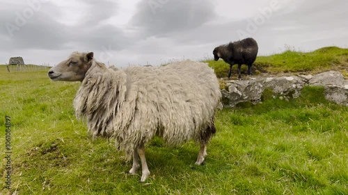 Beautiful Faroese sheep graze in a grassy field at the top of a mountain. One sheep is chewing on grass. Dramatic clouds overhead. Located on the  remote Scandinavian island of Nólsoy, Faroe Islands.