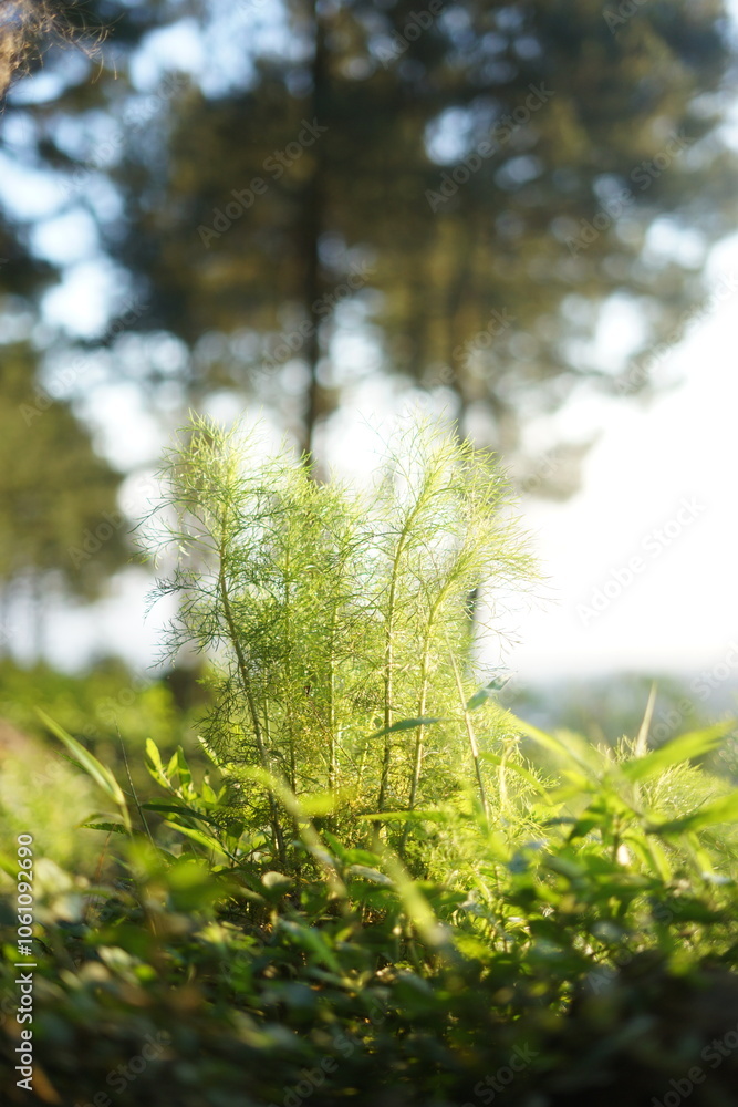 forest in the morning