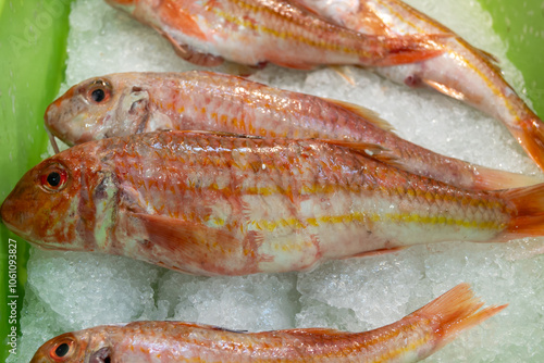 Assortment of fresh daily catch of fish on ice on fish market in Brittany, France, English translation: differens French names of fish, red snapper photo