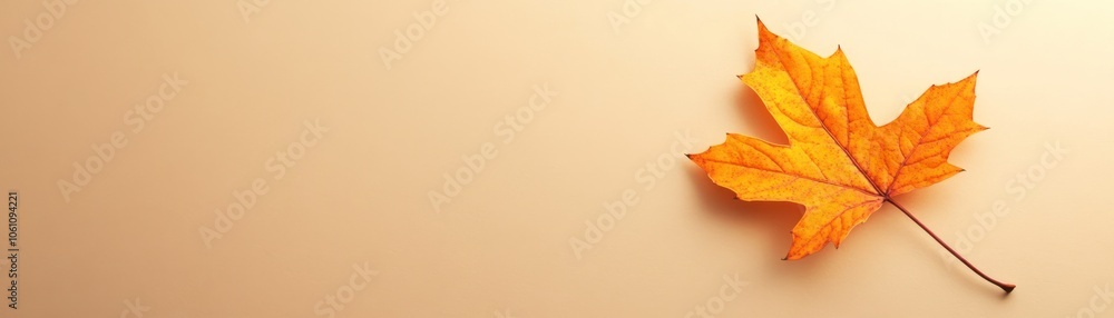 Single Orange Maple Leaf on Beige Background Single Orange Maple Leaf on Beige Background