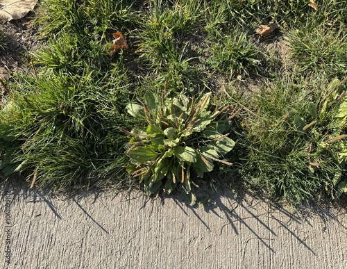 Plantago major growing in the park. Plantain large is a herbaceous plant close-up shot. The broadleaf plantain, white man's footprint, waybread, or greater plantain, is family Plantaginaceae.