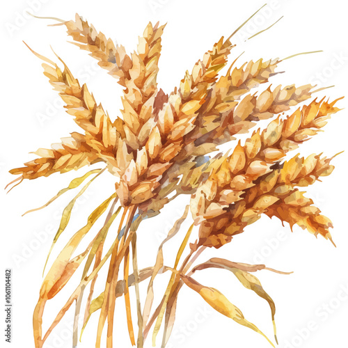 A watercolor vector of Wheat, isolated on a white background.