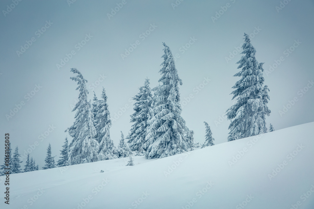 Atmospheric foggy landscape with snowy fir trees on a frosty day. Christmas holidays concept. Atmospheric foggy landscape with snowy fir trees on a frosty day. Christmas holidays concept.