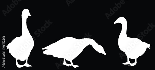 Family flock goose vector silhouette illustration isolated on background. Anser anser domesticus. Water bird. Domestic animal. Gander symbol. Shape goose shadow. Male with female goose organic food.