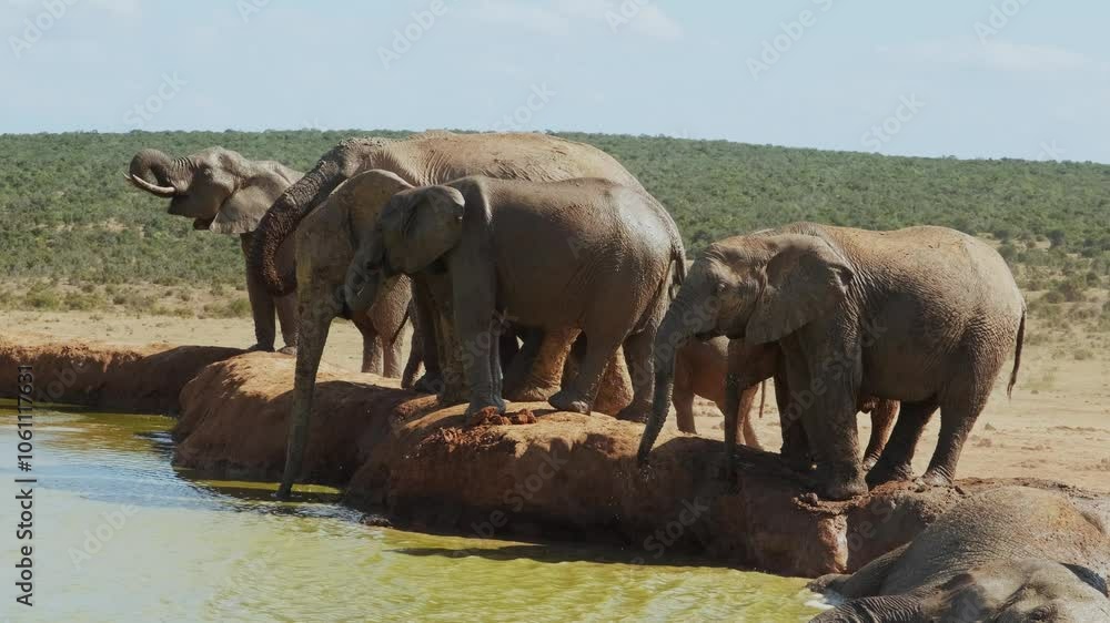 Group of adult and baby elephants stands on the shore of a pond, drinking water, quenching their thirst and escaping the heat during a hot, sunny day in the savannahs of South Africa. Group of adult and baby elephants stands on the shore of a pond, drinking water, quenching their thirst and escaping the heat during a hot, sunny day in the savannahs of South Africa.