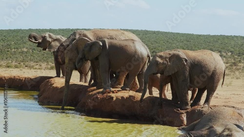 Group of adult and baby elephants stands on the shore of a pond, drinking water, quenching their thirst and escaping the heat during a hot, sunny day in the savannahs of South Africa.