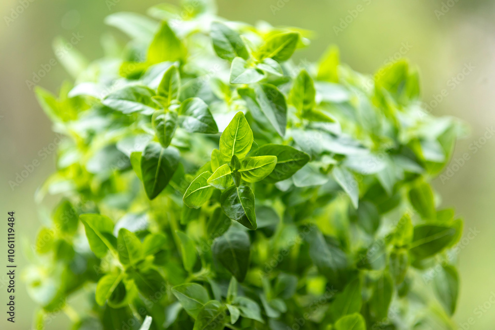 Fresh basil plant in pot Fresh basil plant in pot