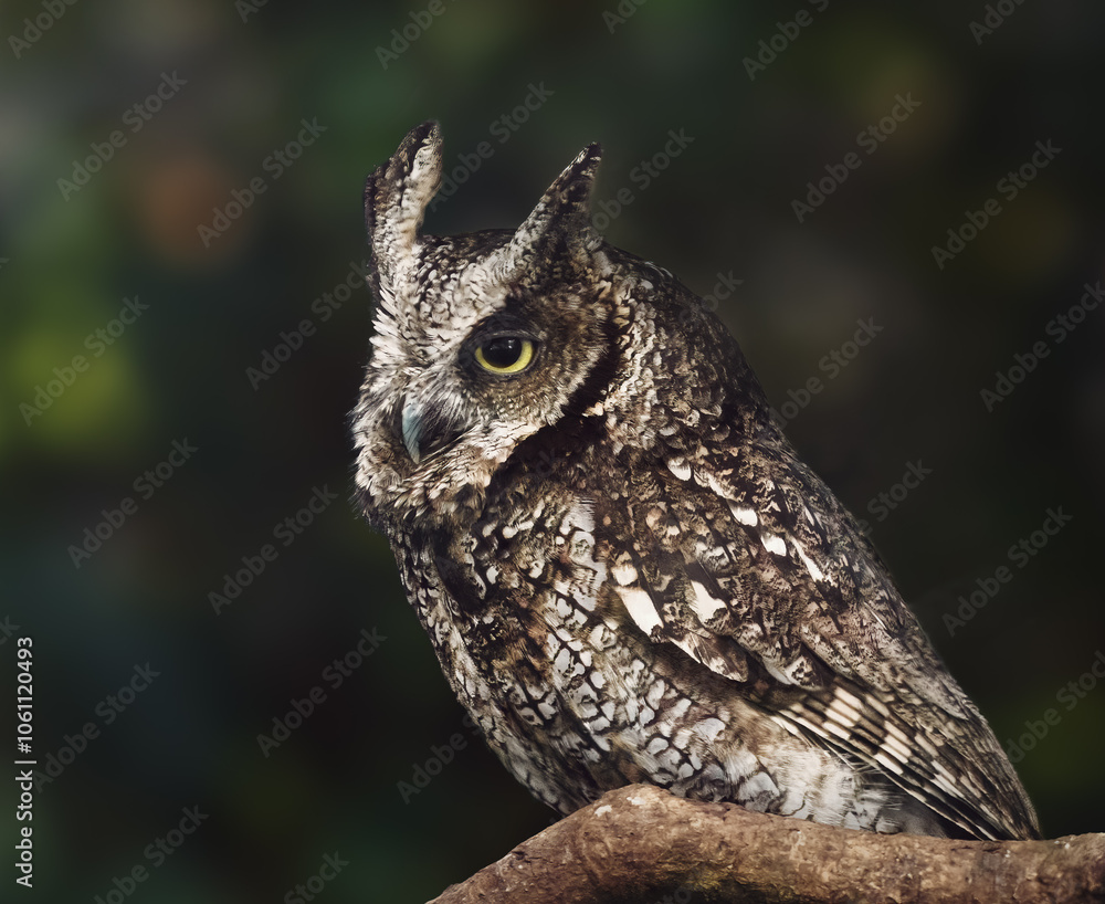 Tropical Screech Owl (Megascops choliba) - nocturnal bird of prey Tropical Screech Owl (Megascops choliba) - nocturnal bird of prey