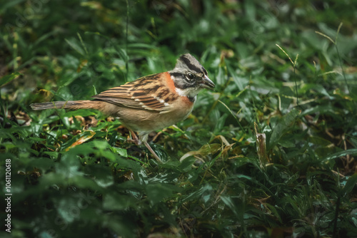 Rufous-collared Sparrow bird (Zonotrichia capensis) photo