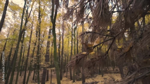 Walk through colorful autumn forest. Fall in forest.