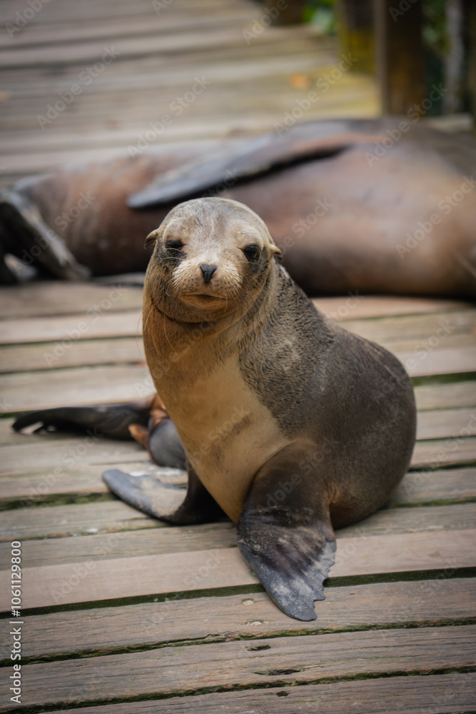 Obraz premium Galapagos