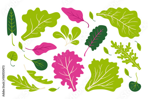 Vegetables leaf, lettuce, edible greens and dieting plants healthy salad ingredients isolated set