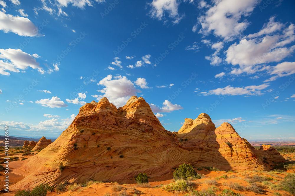 Fototapeta premium South coyote