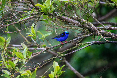 A Red-legged Honeycreeper in Costa Rica photo