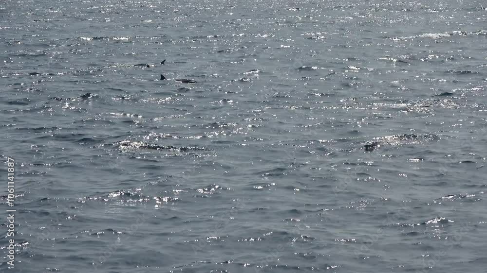 Dolphins right on the surface of the deep blue Indian Ocean. Dolphins right on the surface of the deep blue Indian Ocean.