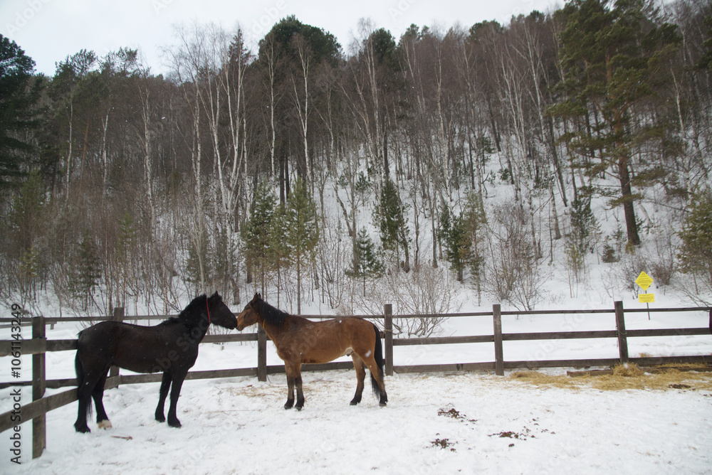 Two brown and black happy horses playing together friendly at Baikal Horse-Riding . Two brown and black happy horses playing together friendly at Baikal Horse-Riding .