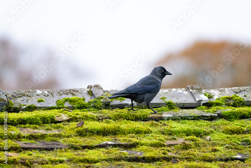 bird on a roof photo