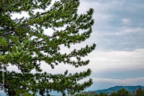 Giant tree