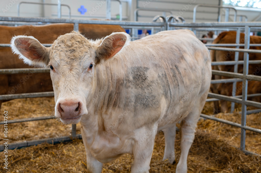 Curious white Cow at an Agricultural Show in Metal Pen Curious white Cow at an Agricultural Show in Metal Pen