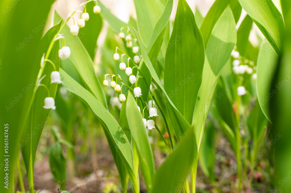 Lush Green Lily of the Valley in Sunlit forest Lush Green Lily of the Valley in Sunlit forest