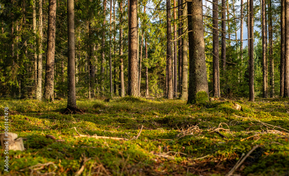 Obraz premium A sunny forest with a lot of trees and moss