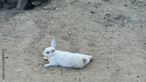 rabbit on the beach photo