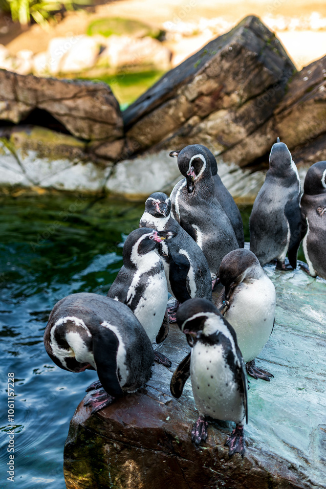 Naklejka premium Penguins at the Pool's Edge: A group of Humboldt penguins gathers by the water's edge at the zoo, preening and socializing