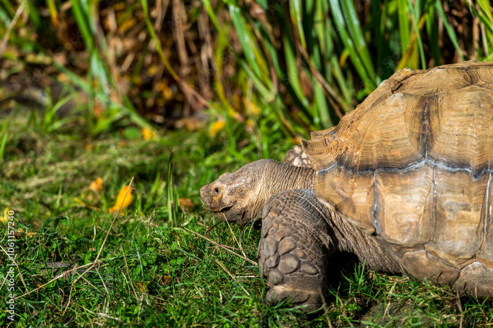 A Tortoise’s Journey: Exploring Greenery and Rocky Paths in Its Natural Habitat. A Tortoise’s Journey: Exploring Greenery and Rocky Paths in Its Natural Habitat.