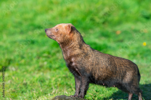 Bush Dog on Alert: Capturing the Vigilant Posture of a Reddish-Brown Canine in a Lush Habitat