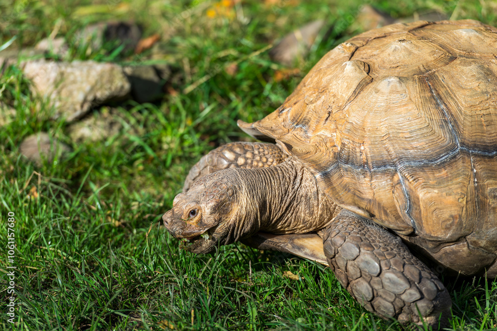 Giant Tortoise Enjoying a Meal: A giant tortoise munches on green grass, its strong beak and ancient-looking face visible in detail. Giant Tortoise Enjoying a Meal: A giant tortoise munches on green grass, its strong beak and ancient-looking face visible in detail.
