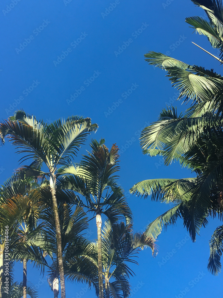 Fototapeta premium Palm trees against blue sky