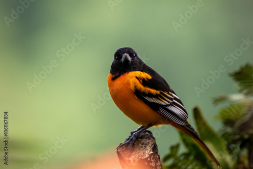 Φωτογραφία A Baltimore Oriole in Costa Rica