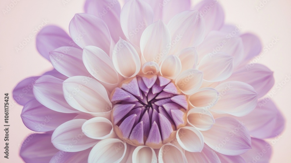 Fototapeta premium Close-up of a beautiful dahlia flower showcasing its intricate petals and delicate pastel color gradient, creating a soft and dreamy floral background