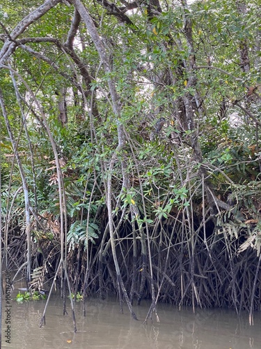 Mangrove Forest in Lagunillas, Costa Rica photo