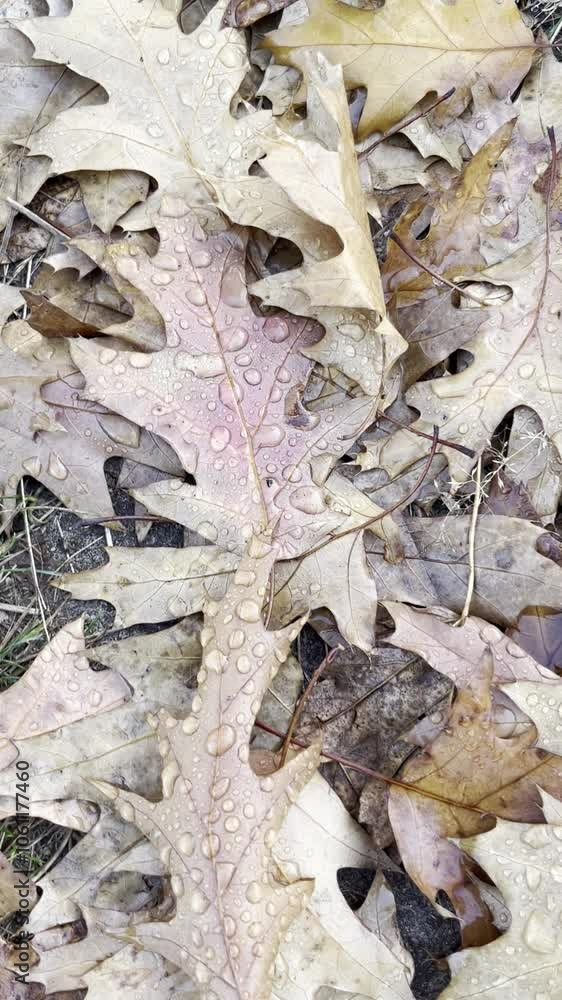 Raindrops on yellowed autumn leaves. Rainy day Raindrops on yellowed autumn leaves. Rainy day