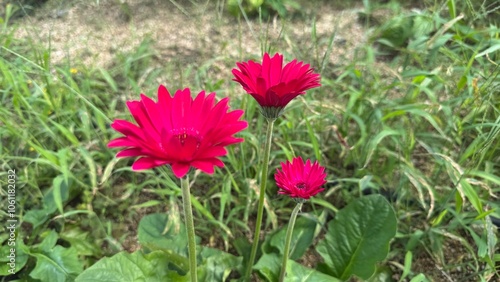 pink flower in the garden