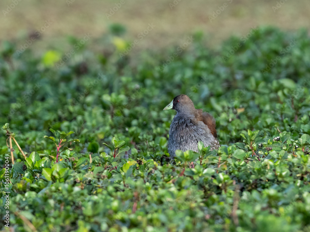 Spot-flanked Gallinule foraging in sparsely vegetated swamp Spot-flanked Gallinule foraging in sparsely vegetated swamp