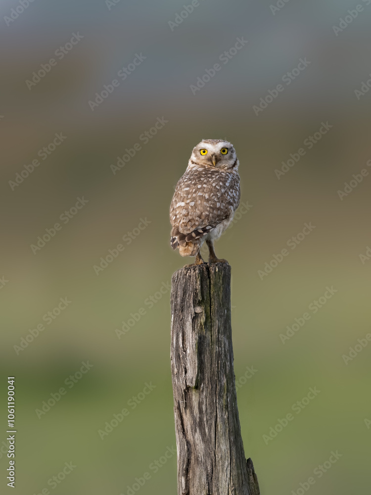 Burrowing Owl on fence post, portrait against green background Burrowing Owl on fence post, portrait against green background
