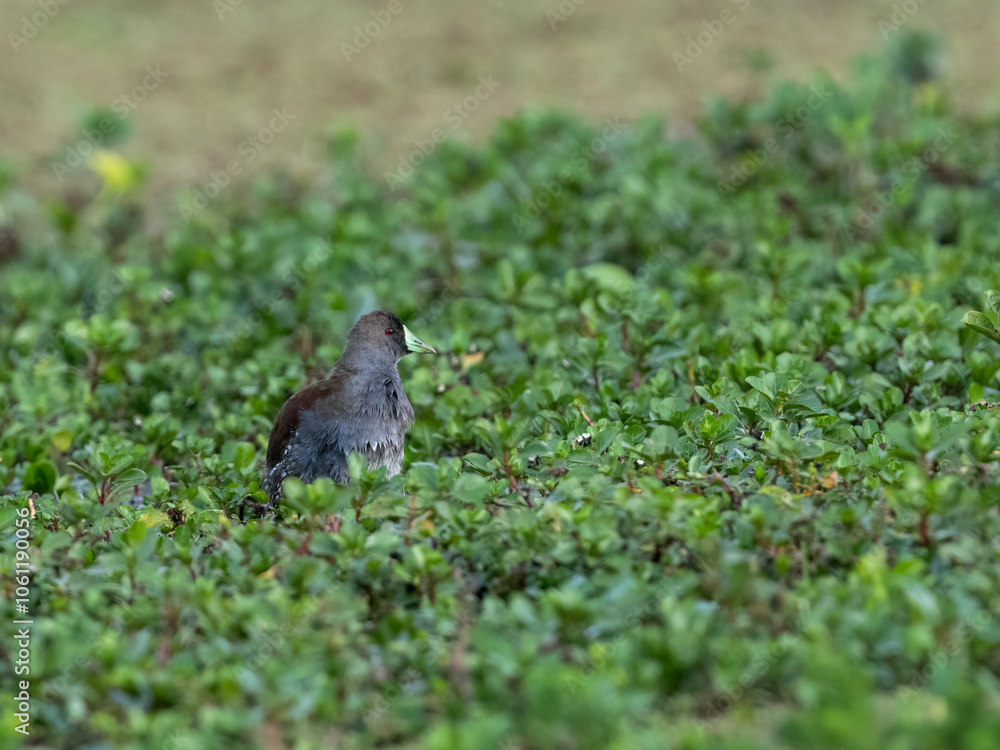 Fototapeta premium Spot-flanked Gallinule foraging in sparsely vegetated swamp