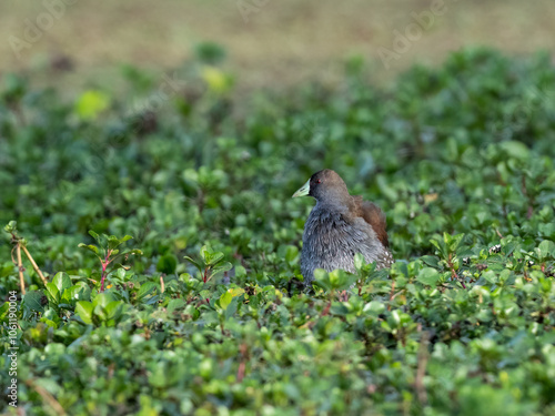 Spot-flanked Gallinule foraging in sparsely vegetated swamp photo