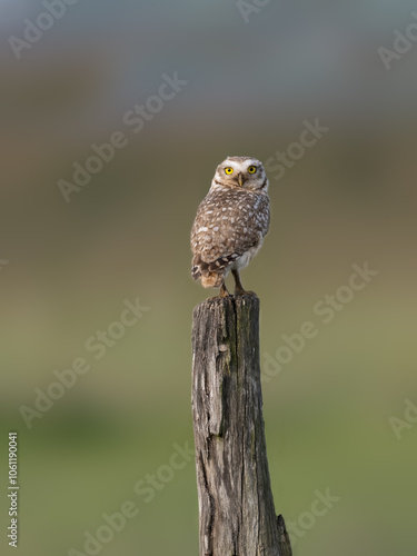 Burrowing Owl on fence post, portrait against green background