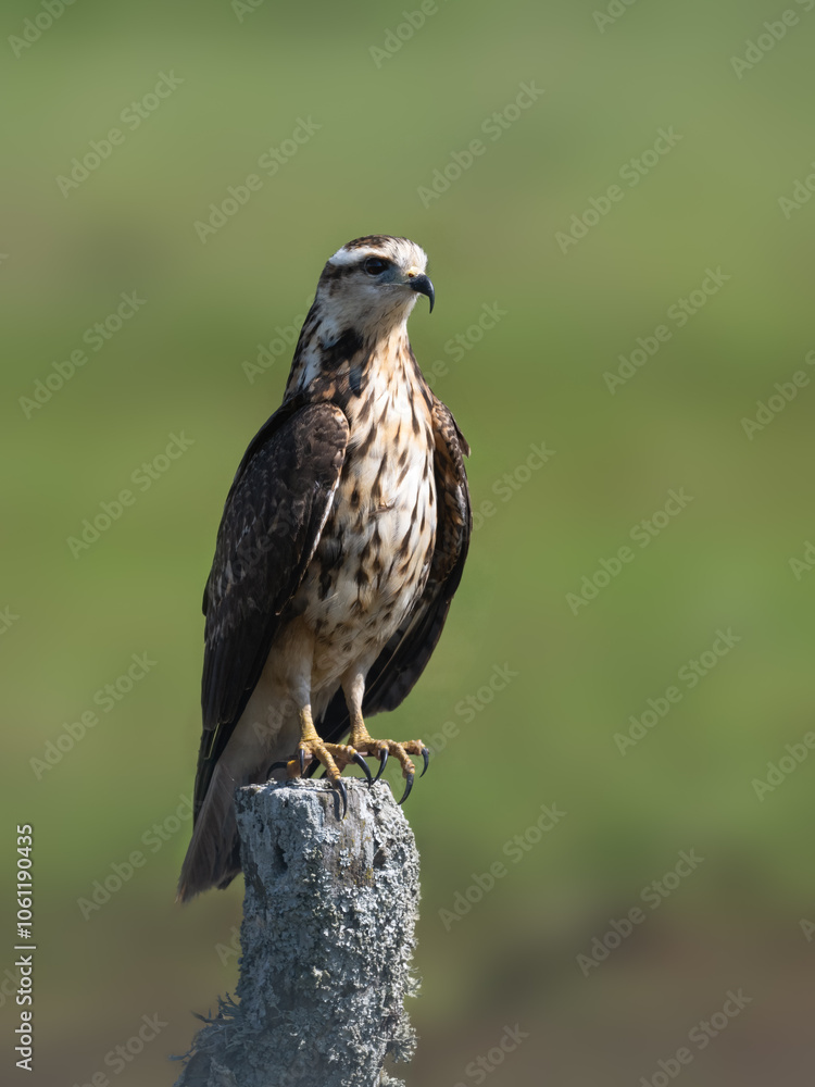 Snail Kite on fence post, portrait against green background Snail Kite on fence post, portrait against green background