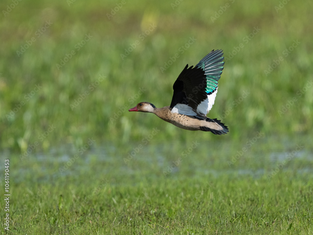 Naklejka premium Brazilian Teal in flight against field with green grass
