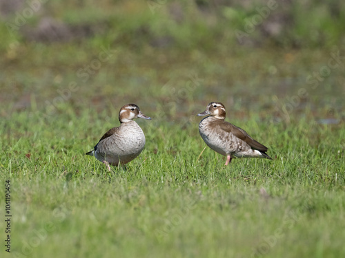 Two females Ringed Teal standing on the grass photo