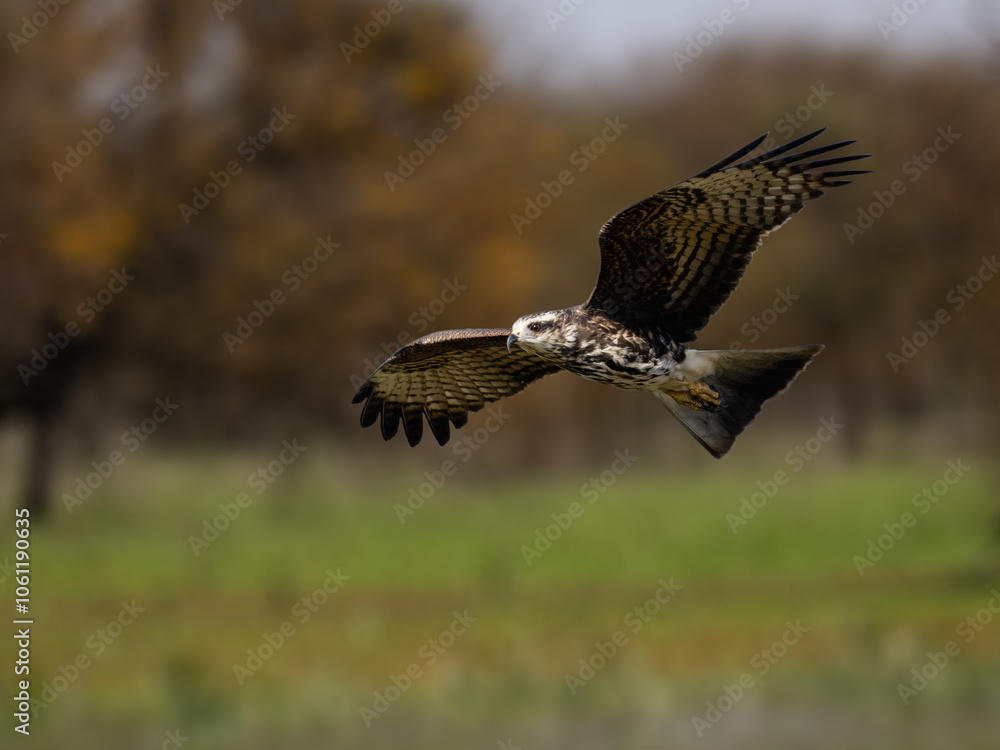 Snail Kite in flight against blur trees Snail Kite in flight against blur trees