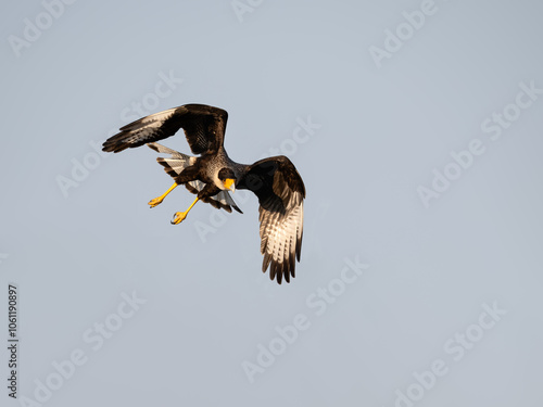 Crested Caracara in flight against blue sky photo