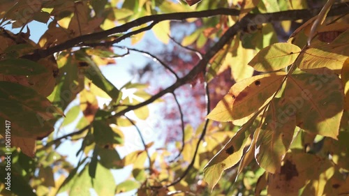 autumn leaves in the sun