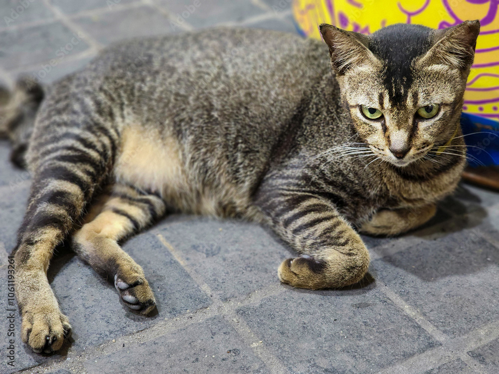 Indonesian grey domestic cat lying on floor. Close-up animal photo. Pet animal Indonesian grey domestic cat lying on floor. Close-up animal photo. Pet animal