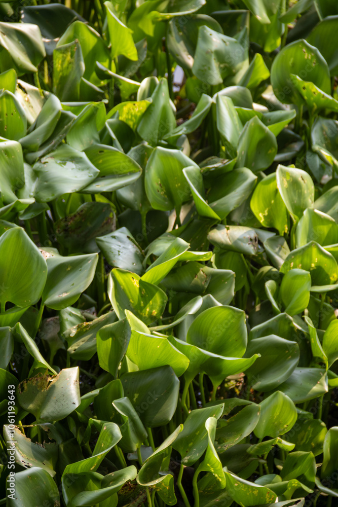 Fototapeta premium Beautiful green Water Hyacinth leaves cover a river. Water hyacinth plants green leaves use for texture background wallpaper and design. Water hyacinth is a weed that grows densely in the river.